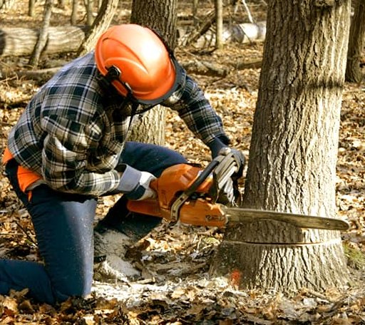 Tree Removal in Camp Wood, TX